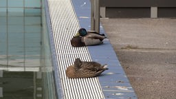 Das Bild zeitg zwei Enten, die am Rande des maroden Freibadbeckens in Herne sitzen.