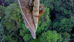 Fotografie eines Orang Utans hoch oben im Baum über dem Dschungel in der Ausstellung "Das zerbrechliche Paradies"