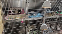 Mehrere Katzen sitzen in kleinen Käfigen im Quarantänebereich des Tierheims