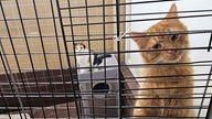 Eine rot/orangefarbene Katze schaut neugierig durch die Gitterstäbe. Im Hintergrund sitzt eine weitere Katze in dem Käfig.