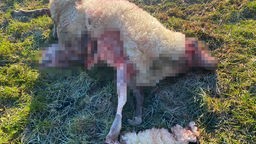 Ein totes Schaf liegt mit offenen Wunden auf einer Wiese. Die Verletzungen wurden unkenntlich gemacht.