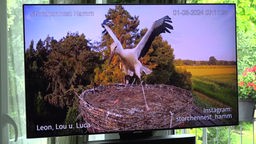 Storch Luca am Flugübungen machen. 