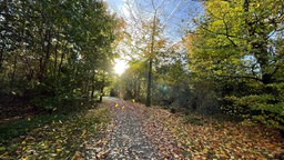 Laubbedeckter Wanderweg zur Korteklippe