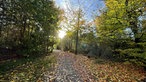 Laubbedeckter Wanderweg zur Korteklippe