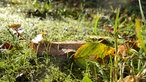 Moos und Blatt im Schellenberger Wald 