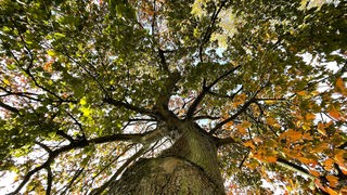Alter Baum mit Herbstlaub im Ruhrgebiet 