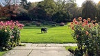 Liegewiese mit Dahlien im Grugapark