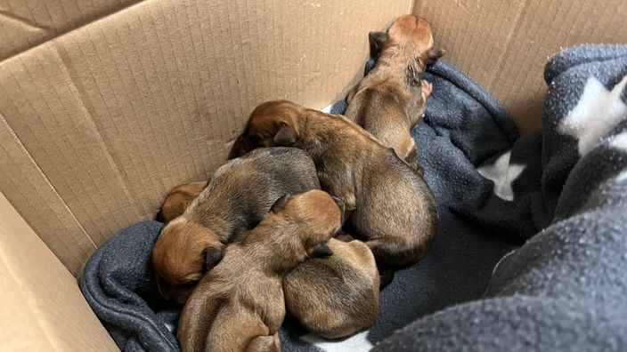 Fünf Hundewelpen mit braun-schwarzem Fell kuschen sich aneinander. Sie liegen in einem Karton.