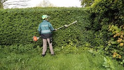 Ein Gärtner schneidet mit einer Motorsäcke eine Hecke