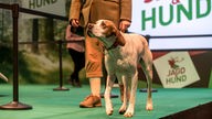 Ein Hund und ein Mann in Jagdkleidung auf einer Bühne. Im Hintergrund der Schriftzug "Jagd & Hund".