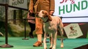 Ein Hund und ein Mann in Jagdkleidung auf einer Bühne. Im Hintergrund der Schriftzug "Jagd & Hund".