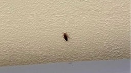 Eine Kakerlake krabbelt an einer Wand hoch