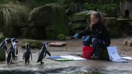 Pflegerin Rebecca lockt die Pinguine mit einem Fisch in Richtung Farbe.