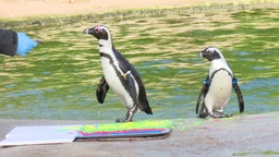 Zwei Pinguine aus der Zoom Erlebniswelt Gelsenkirchen malen ein Bild