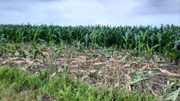 Durch Mufflons zerstörtes Feld in Ennepetal