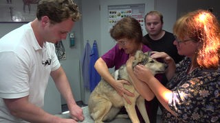 Tierarzt untersucht eine kranke Huendin, die sich an ihre Besitzerin schmiegt