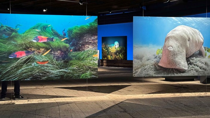 Fotos aus der Ausstellung "Planet Ozean"