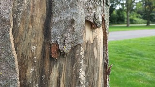 Die Rinde eines pilzbefallenen Ahornbaums ist beschädigt