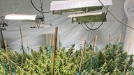 Illegale Cannabis-Plantage in Bochum