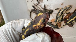 Tote von der Salamanderpest betroffene Salamander in Wetter an der Ruhr