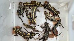 Tote von der Salamanderpest betroffene Salamander in Wetter an der Ruhr