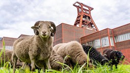 Schafe stehen auf einer Wiese vor dem Fördergerüst von Zeche Zollverein.