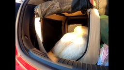 Geretteter Schwan in einer Transportbox im Kofferraum