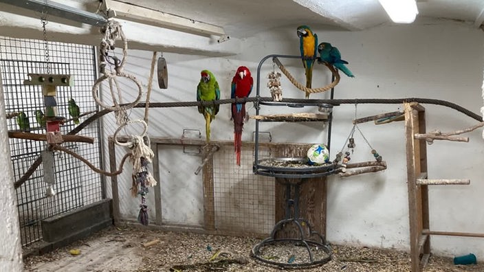 Papageien sitzen auf Haltestangen und Ästen in einem Kellerraum