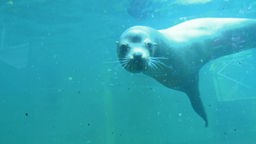 Ein Seelöwe unter Wasser.