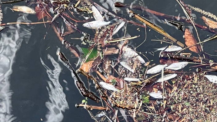Seltsames Fischsterben – Essen ruft Umweltalarm aus