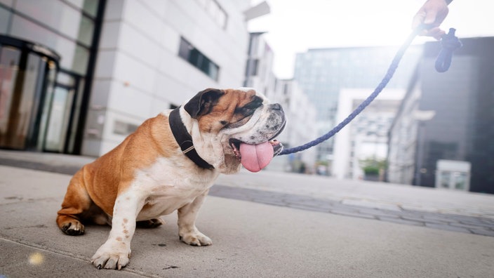 Englische Bulldogge sitzt auf Beton