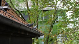 Ein paar Tauben sitzen auf dem Dach vor dem Einflug