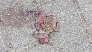 Auf dem Bild ist eine tote Kröte zu sehen, die auf dem Boden liegt.