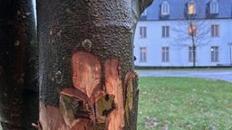 Durch Vandalismus zerstörter Baum im Essener Schlosspark Borbeck am 13.12.2023