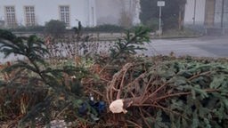 Durch Vandalismus zerstörter Weihnachtsbaum im Essener Schlosspark Borbeck im Dezember 2023