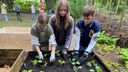 Drei Schüler pflanzen Chinakohl in einem Hochbeet an.