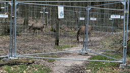 Hirsche stehen hinter einem Bauzaun, der nach der Überschwemmung als improvisiertes Gehege dient