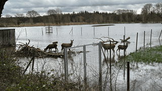 Hirsche stehen im Wasser hinter einem Zaun 
