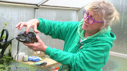 Gudrun Brauckmann hat eine Schildkröte in der Hand