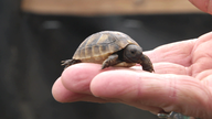 Das Bild zeigt eine Baby-Schildkröte auf der Hand.