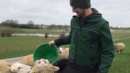 Der Schäfer füttert seine Schafe