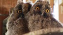 Zwei Waldohreulen-Küken schauen mit großen Augen in die Kamera