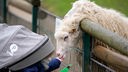 Kind füttert ein Schaf über den Zaun
