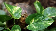 Eine Scharnierschildkröte im Kölner Zoo