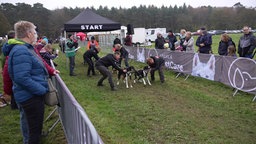 Schlittenhunde am Start in Dülmen 