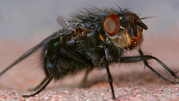 Zweiflügler Schmeißfliege