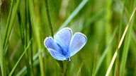 Dieses schöne Schmetterlingsfoto wurde auf der Insel Schiermonnikoog aufgenommen. 