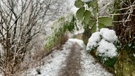 Schneebedeckte Blätter in Bielefeld