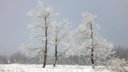 Beschneite Bäume in NRW