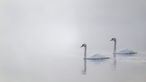 Zwei Schwäne schwimmen an einem kalten Morgen auf einem mit Nebel bedeckten Weiher.
